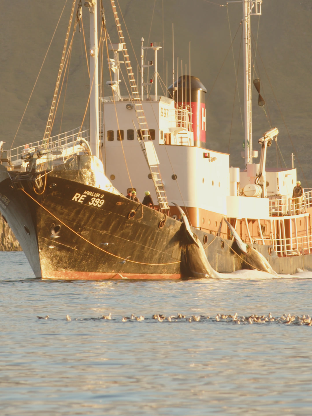 Hvalur 9 returning with two dead fin whales alongside.