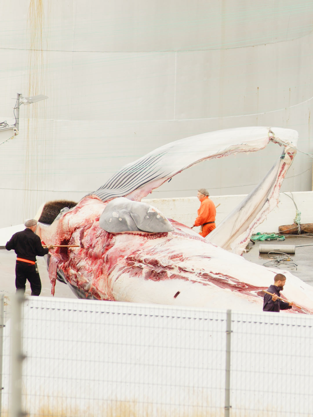 A fin whale opened on the flensing deck, workers cutting blubber and meat.