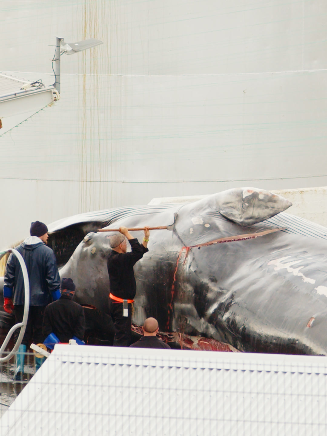 Workers beginning to cut a fin whale on the processing platform.