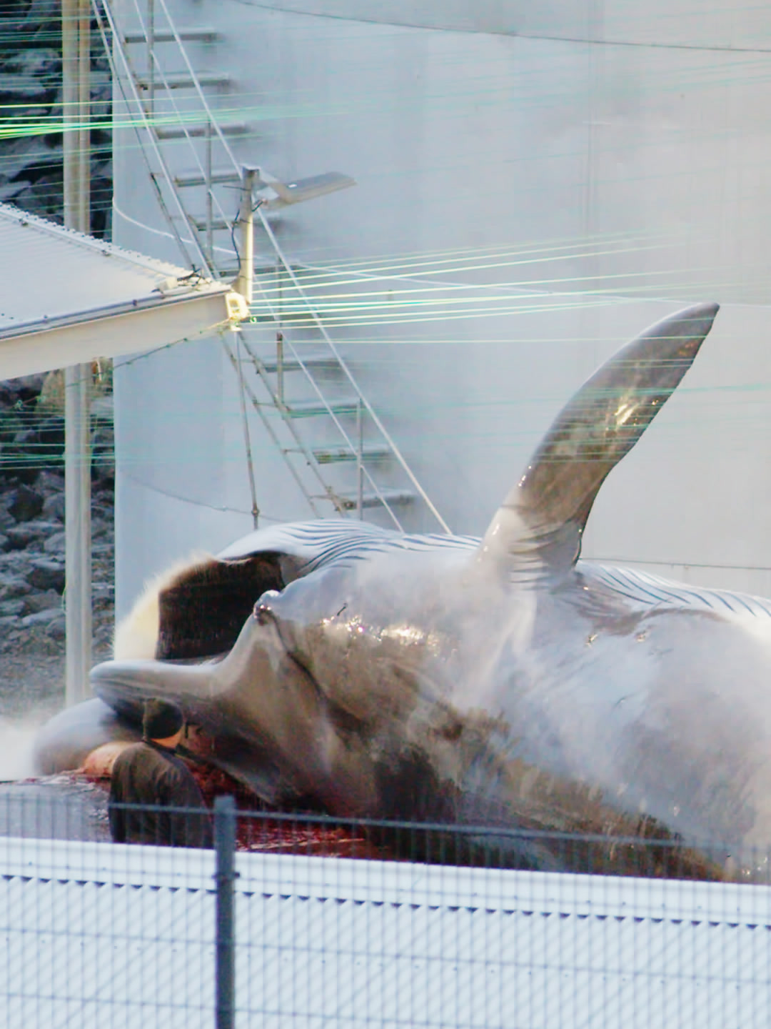 A fin whale on the processing platform, with a worker beside its body.