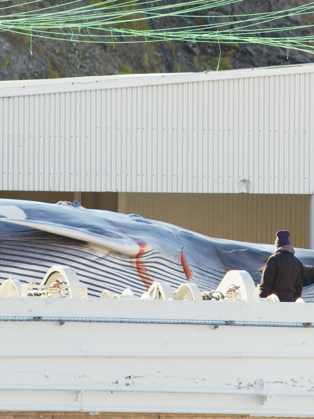 A fin whale lying on the slipway beside the processing station.