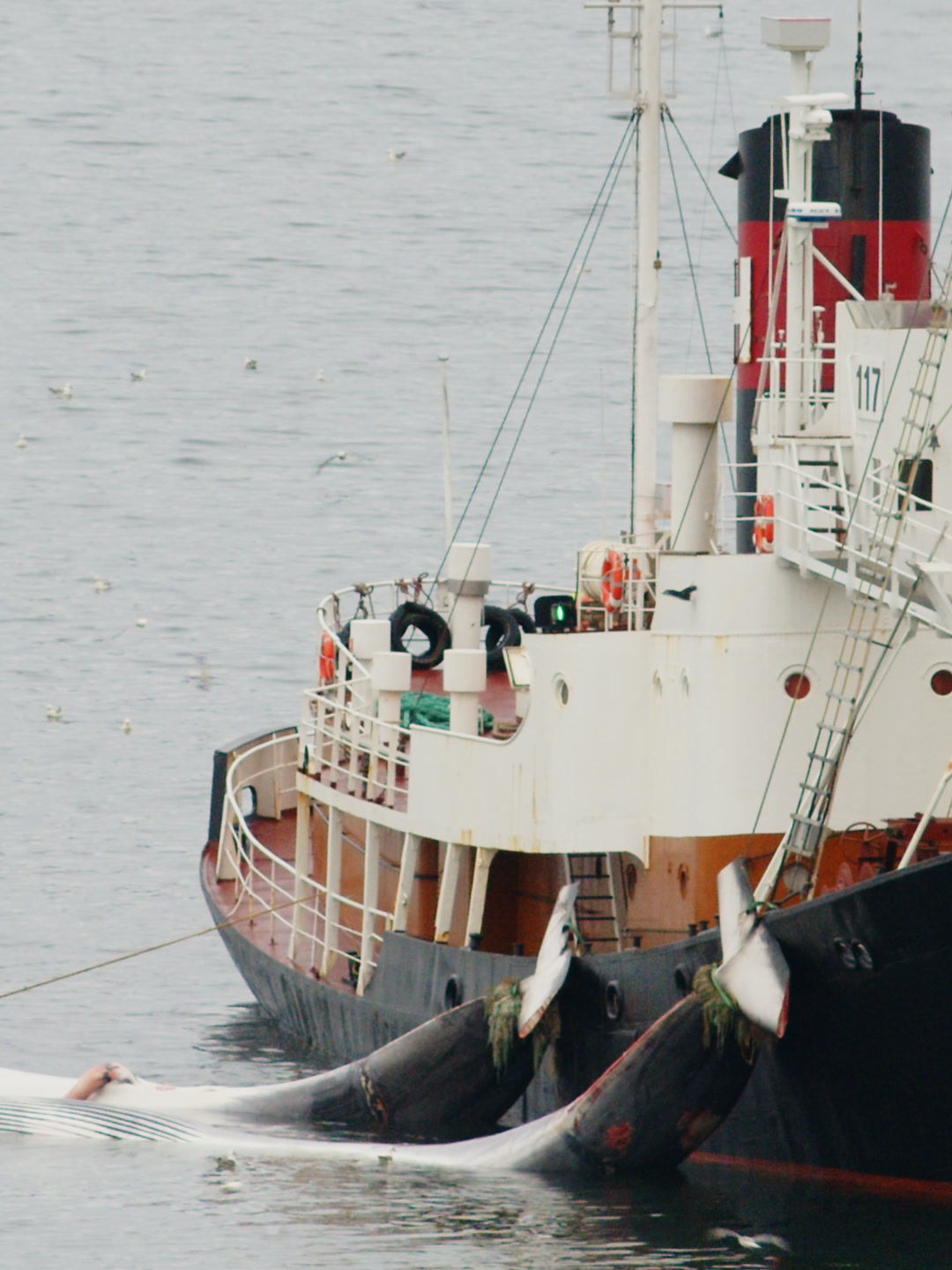 A Hvalur catcher ship with two dead fin whales lashed alongside.
