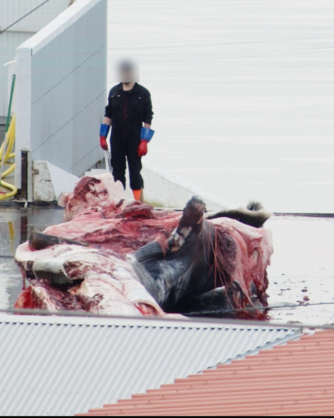 A worker standing over a partly processed fin whale carcass.