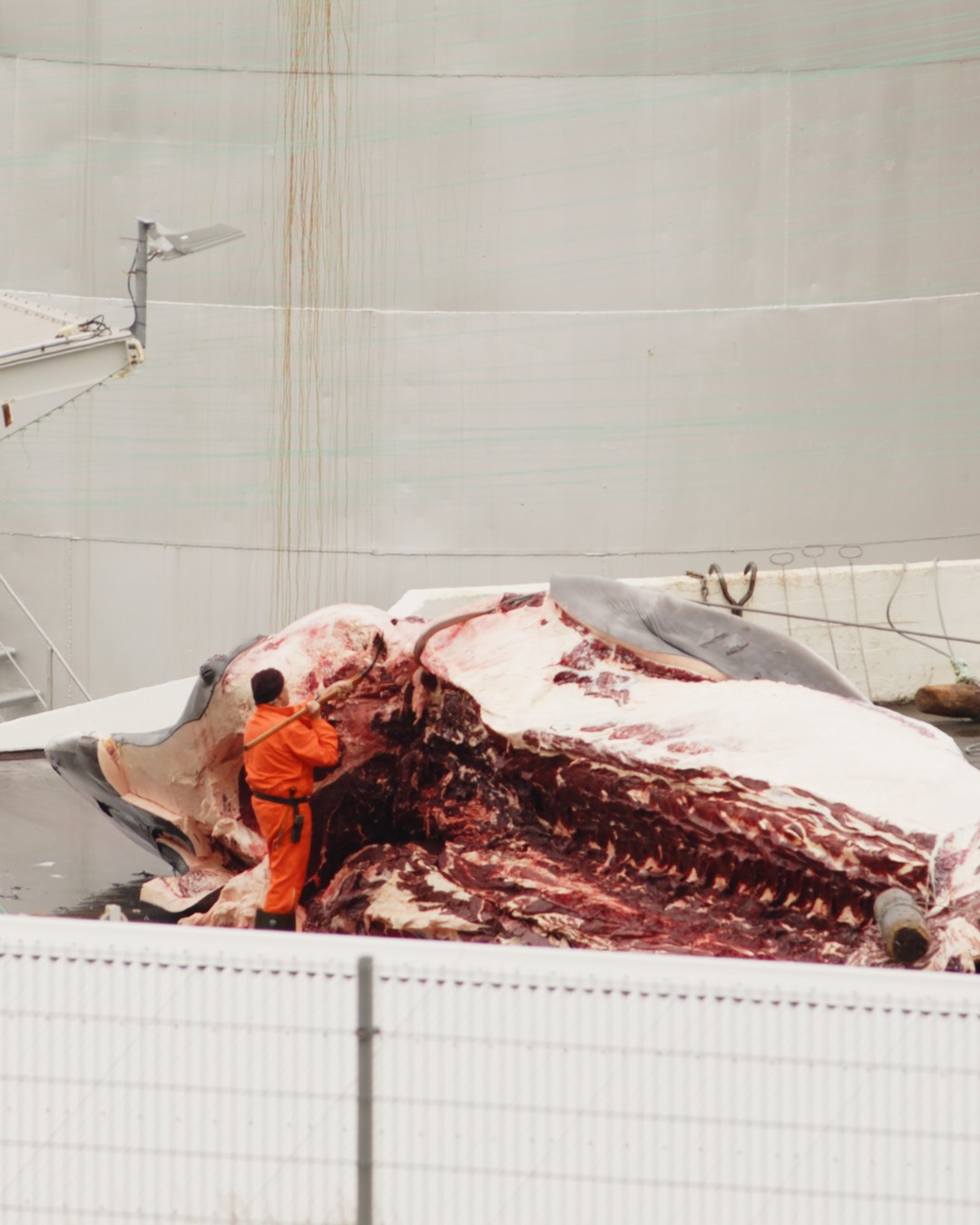 A worker in orange overalls cutting into a fin whale carcass on the flensing deck.